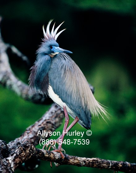 Tri-colored with head feathers