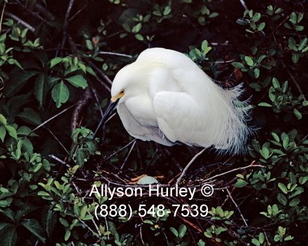 Snowy egret on nest