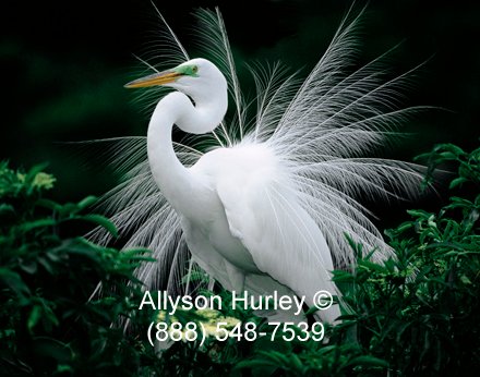 Great egret with fanned plumage