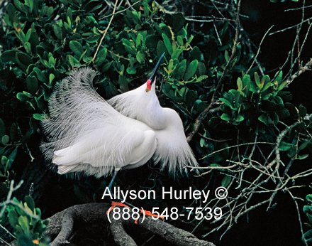 Snowy egret in breeding plumage