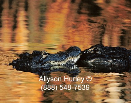 Alligator in colored water