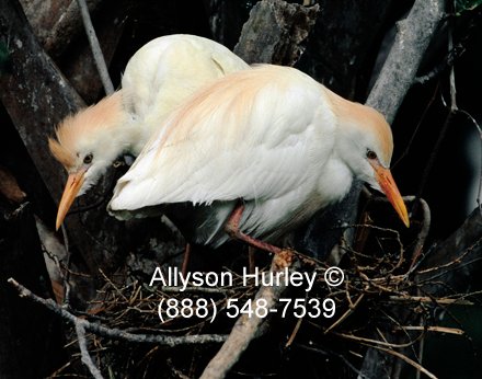 Cattle egrets nature photography