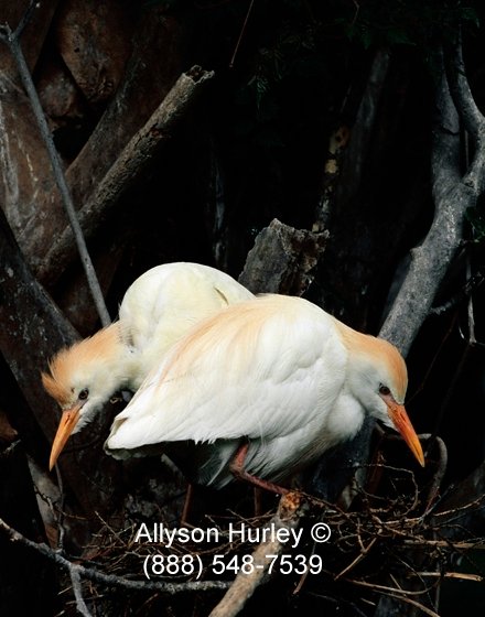 Cattle egrets on nest