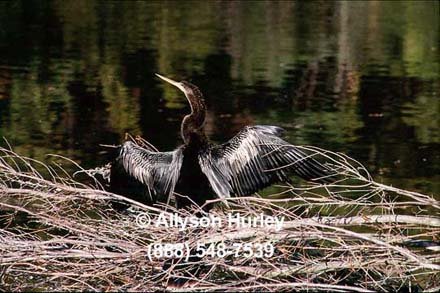 Anhinga Drying Wings