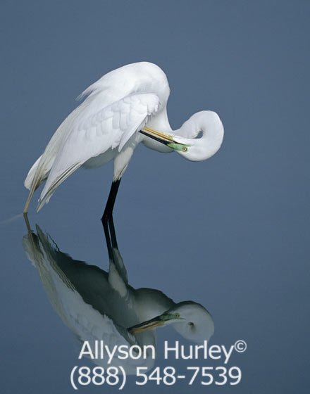 Egret
