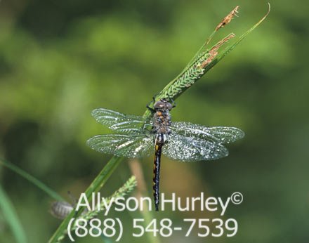 Dragon Fly Nature Photo