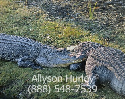 Two Alligators
