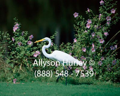 Egret with Pink Flowers