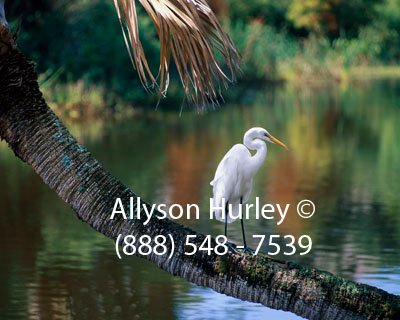 Egret on Palm Tree