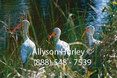 Three White Ibises