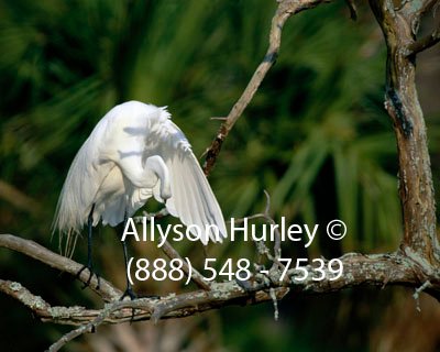 Preening - Right Wing