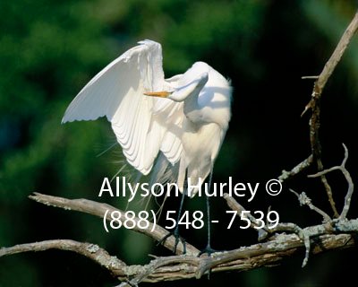 Preening - Left Wing