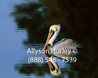 Pelican in Breeding Plumage