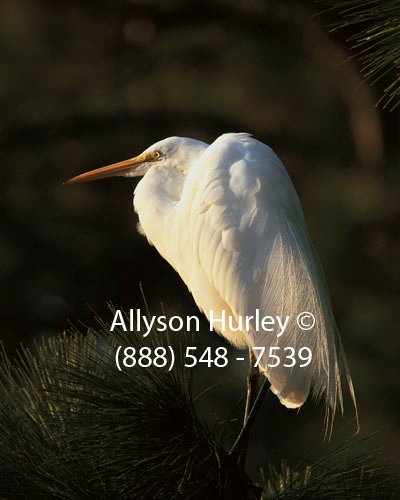 Egret With Breeding Plumage on Pine Tree