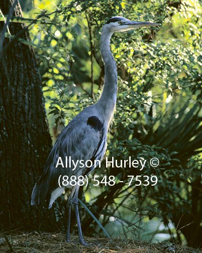 Great Blue Heron