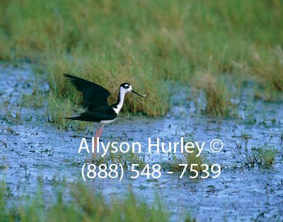 Black-Neck Stilt