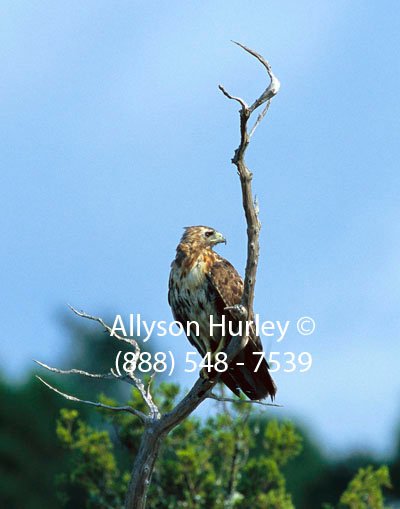 Juvenile Red-Tailed Hawk