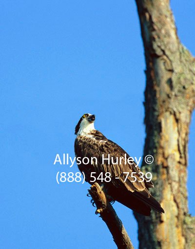 Osprey on Tree Branch